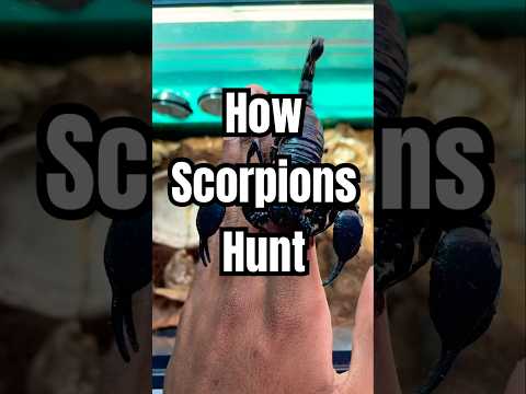 How scorpions hunt!