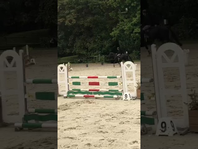 Cheval ma&icirc;tre d&rsquo;&eacute;cole 