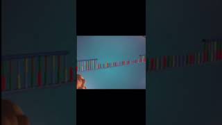 The 8 steps of DNA replication within one minute 🔬