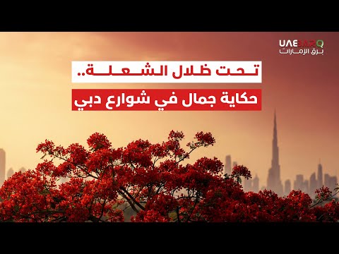 تحت ظلال شجرة الشعلة.. حكاية جمال في شوارع دبي 