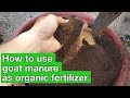 Goat Manure As Organic Fertilizer How To Use Real Organic