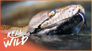 נחשים תת-מימיים ותקנים קטלניים (סרט תיעודי על חיות בר) | פרא פראי | ריאל ויילד