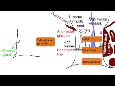 Anatomy Of The Anal Canal 