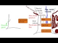 Anal Canal Simplified Anatomy