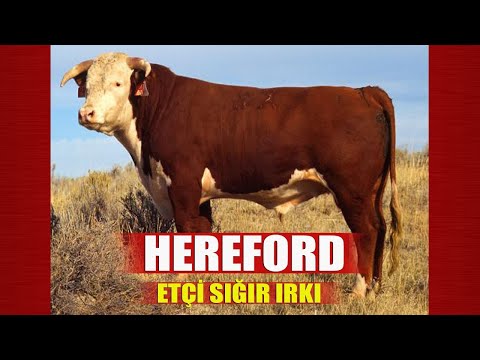 , title : 'Hereford Etçi Sığır Irkı'