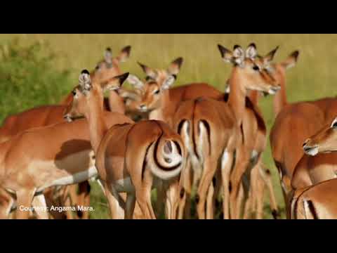 MAASAI MARA NATIONAL RESERVE
