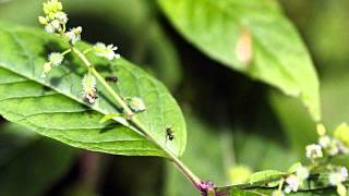 Dorothy Ashby - SPICY