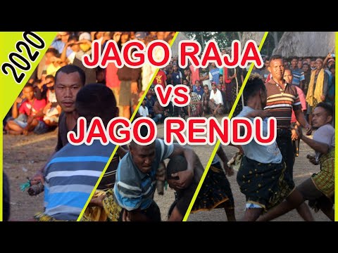 Adu Nyali || JAGO RAJA vs JAGO RENDU (Tinju Adat Rendu Ola)