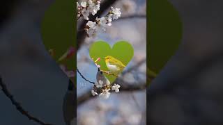 Download lagu sittukuruvi thottu thazhuvi..|| veerapandiyan || malaysia vasudevan, k. s. chithra || shankar ganesh mp3