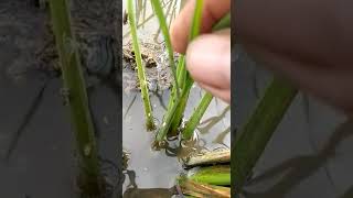 Download lagu Mengenal Wereng dan Sundep mp3 Download lagu Mengenal Wereng dan Sundep mp3