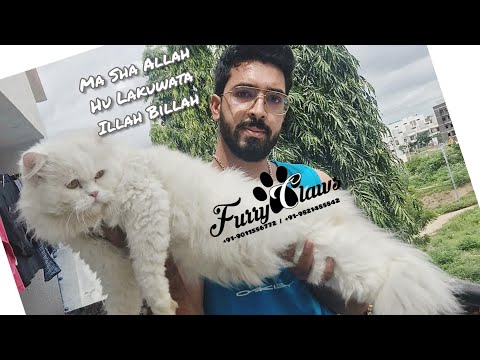 Big size cat | Persian cat | male cat