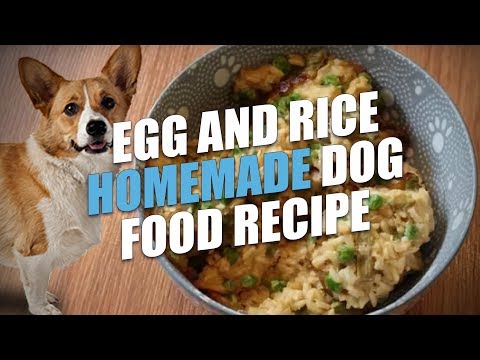 download lagu mp3 mp4 Can Dogs Eat Long Grain Wild Rice, download lagu Can Dogs Eat Long Grain Wild Rice gratis, unduh video klip Can Dogs Eat Long Grain Wild Rice