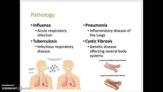Respiratory System lecture