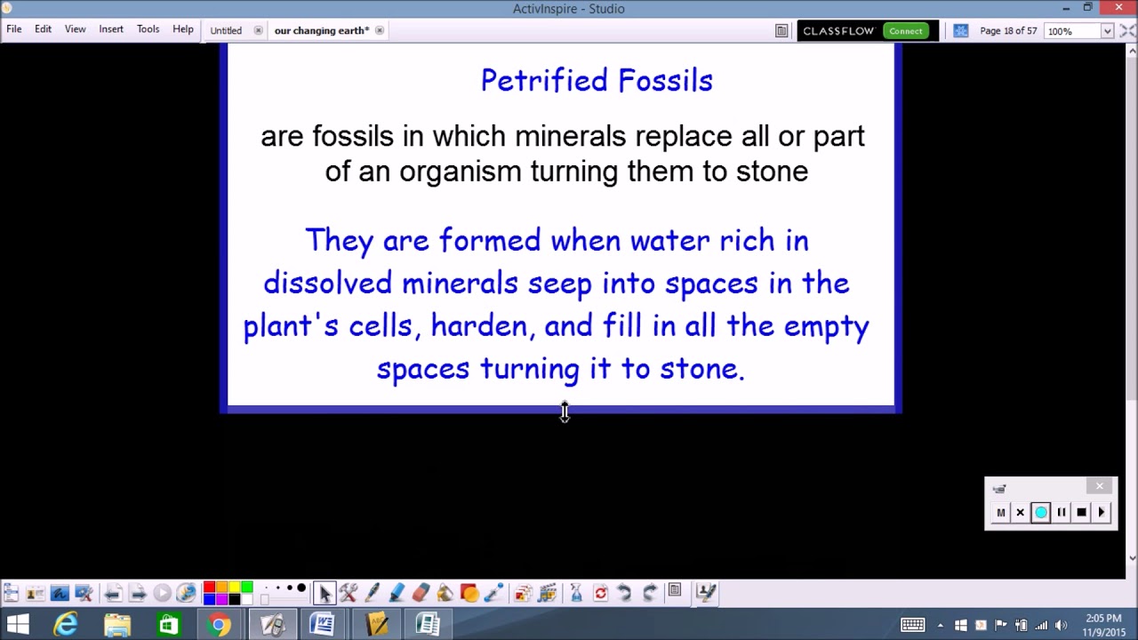 petrified fossil information