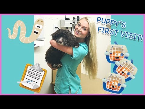 Puppy's First Vet Visit | What to Expect