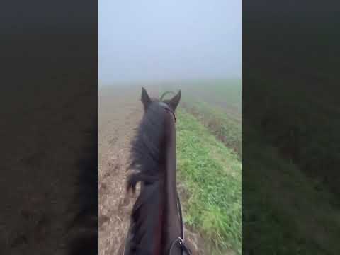 , title : 'Beautiful Gallop On Horse Through The Fog!'