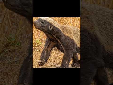 Honey badger | most fearless animal in the world