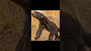 Download lagu Honey badger | most fearless animal in the world mp3