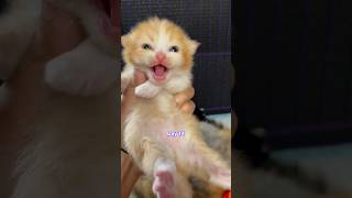 Download lagu Timelapse of kittens aged 1 to 60 days #cat #kitten #anakkucing #kucinglucu #timelapse mp3 Download lagu Timelapse of kittens aged 1 to 60 days #cat #kitten #anakkucing #kucinglucu #timelapse mp3