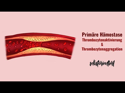 Primäre Hämostase einfach erklärt! - Schritte | Thrombozytenaktivierung | Thrombozytenaggregation