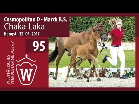 95 Chaka-Laka  Hengst v. Cosmopolitan D - Marck B.S.