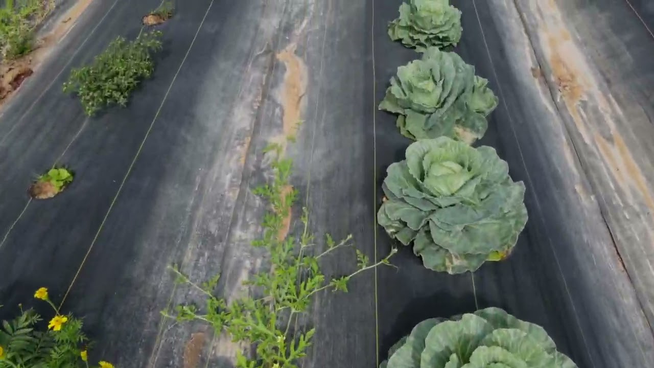 Anguilla Farmer Testimonial, Maurice Frankie Lake: OECS ILM Project