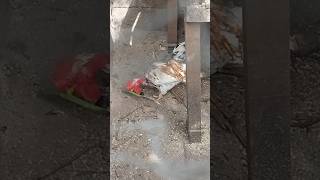 Galo Garnizé. Alimentando As Galinha e o Galo Garnizé - 63