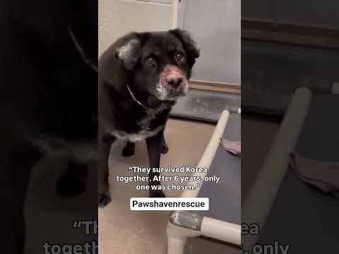 POV, please adopt and donate food link in our bio #NYC#LosAngeles#Chicago#Texas#Florida#california