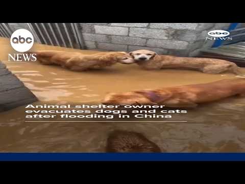 Animal shelter owner evacuates dogs and cats amid flooding in China