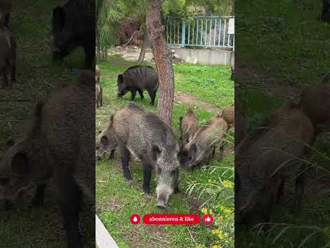 März/April entscheidet alles: Diese 5 Dinge musst du jetzt tun - Gartenexpedition #shorts