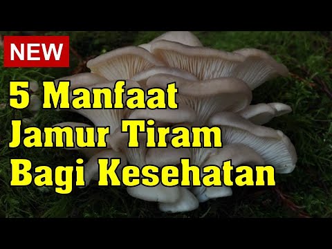 , title : '5 Manfaat Jamur Tiram Bagi Kesehatan'