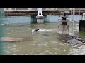 【池田動物園公式】ペンギンの水面ジャンプ?
