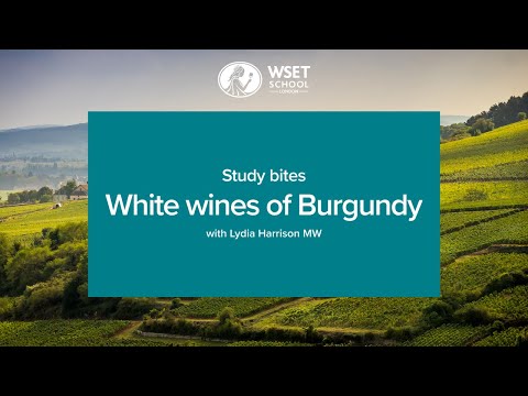 Study bites: white wines of Burgundy (WSET Level 3 wine)