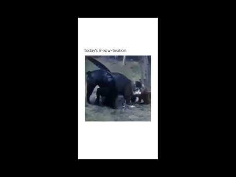 when you be bad with cat she well revenge you 😏 #shorts #cats