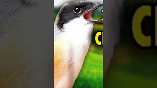 Download lagu Cendet Betina Gacor memanggil Jantan mp3