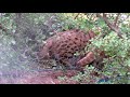 Newest Black footed cats at play, Video Black footed Cat terupdate!