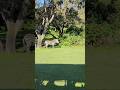 Beautiful Zebra Disney Youtubeshorts Disneyworld Zebra Animals Animalkingdom