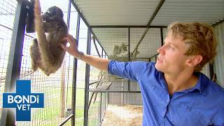 Spider Monkey With Bleeding Mouth Needs Urgent Help | Bondi Vet