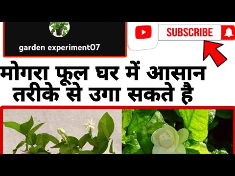 Small garden in home🏡 anupam editing cutting today @gardenexpariment07 #greengarden