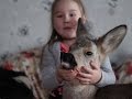 Raw Injured Baby Deer Now Beloved Family Pet