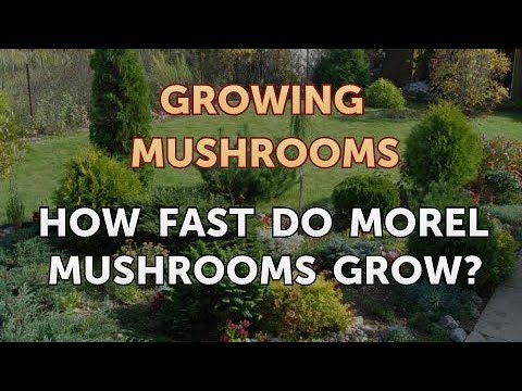 How to Grow Truffles Indoors