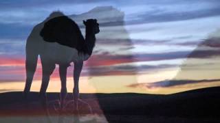 Bad Days:Sahara Desert.mov