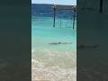Shark Spotted Seashore Big Shark Seaswing White Sand Blueocean Travel Maldives