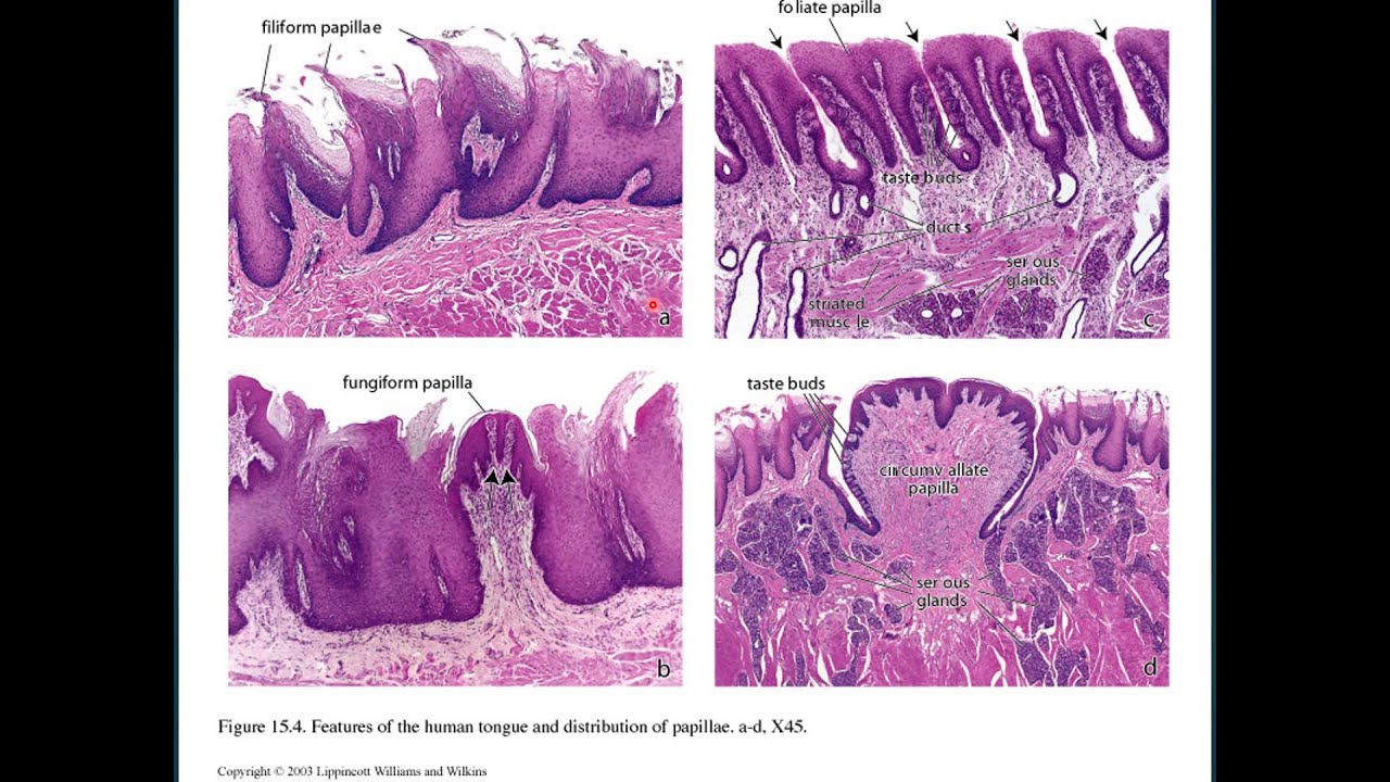 Histología de la Lengua
