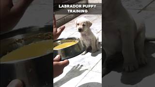 Download lagu Puppy Training | Labrador puppy | 50 Days lab Eva #labrador #puppytraining #shorts mp3