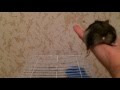 Ну как можно не любить этот мохнатый комочек 
