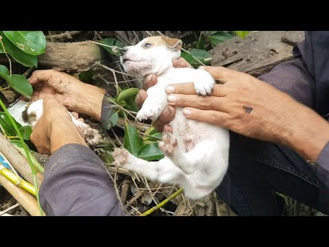 Rescue so pity puppies the mom dog lose long time ago