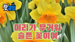 꽃을 보호하는 수선화 줄기 [핫클립] / YTN 사이언스