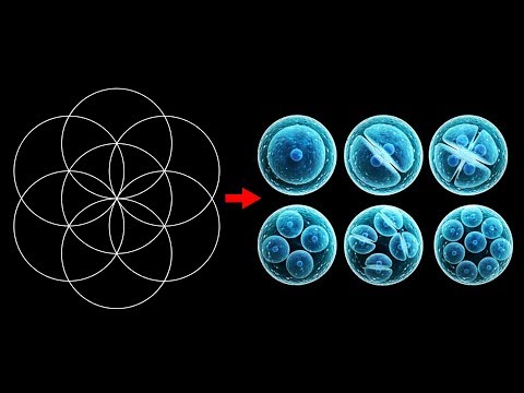 Geometria Sagrada Séries - A  Flor Da Vida 1