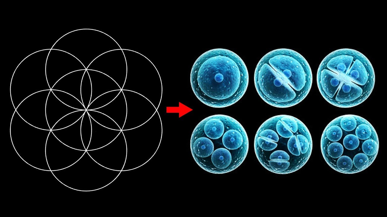 Geometria Sagrada Séries - A  Flor Da Vida 1